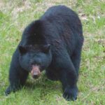 orso pericoloso