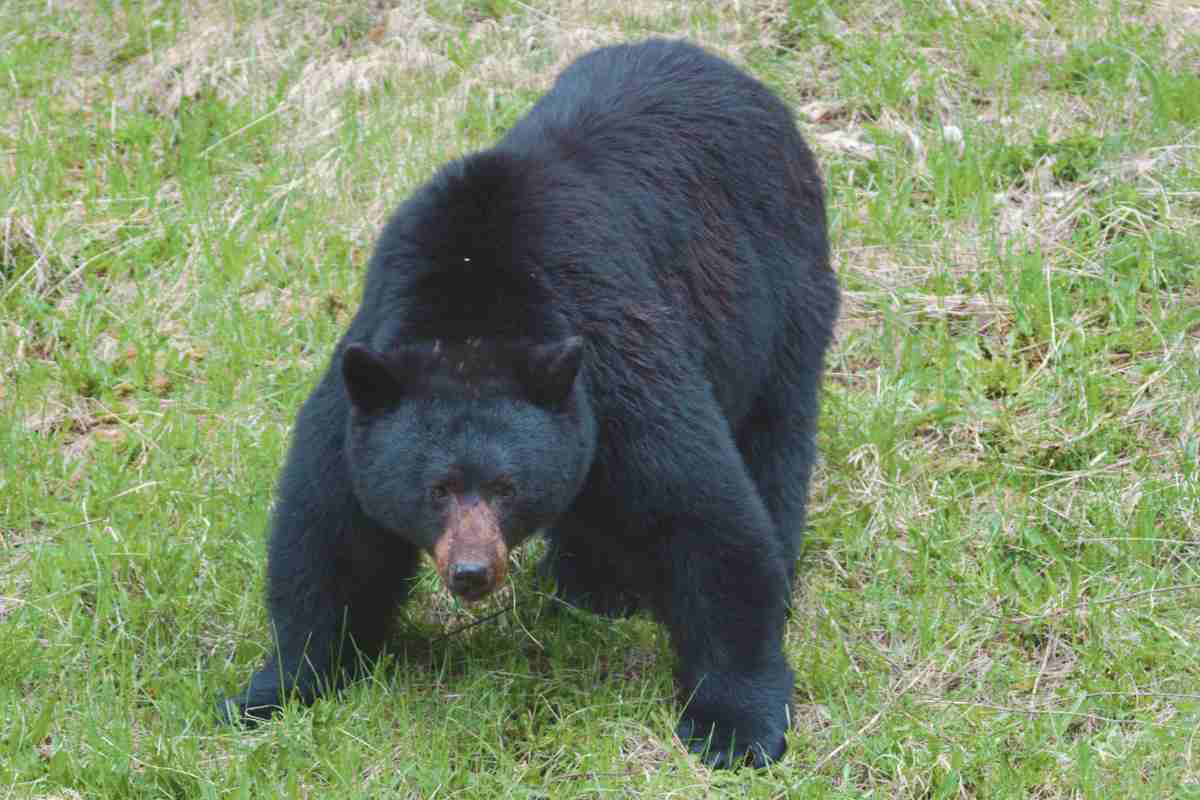 orso pericoloso