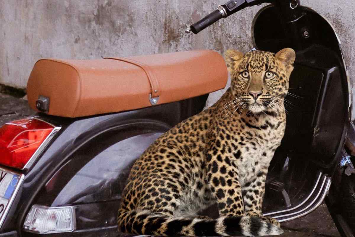 Scooter Vespa Peugeot Django Manoush